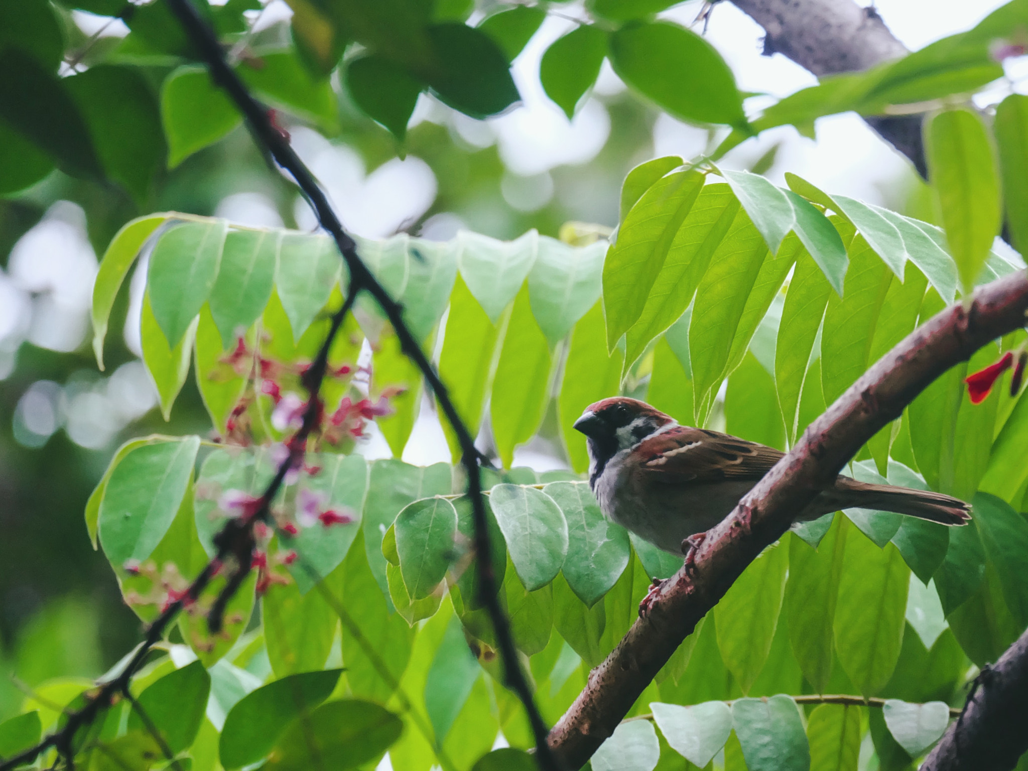 Fujifilm X-A2 + Fujifilm XC 50-230mm F4.5-6.7 OIS II sample photo. Hello, little fella. photography