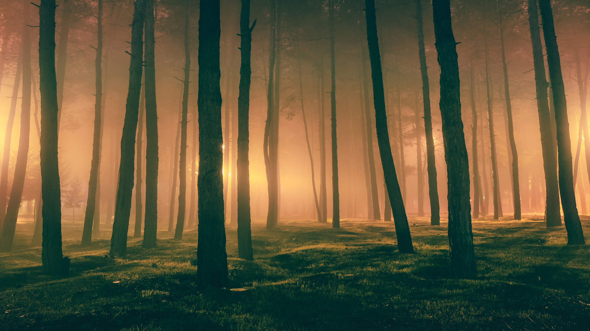 Sigma 24mm F1.4 DG HSM Art sample photo. Forest of insomnia #2 photography