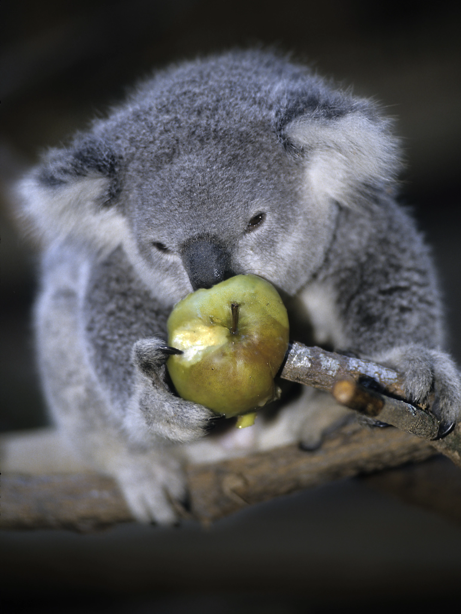 A koala eating apples by paco lala Photo 19668645 / 500px