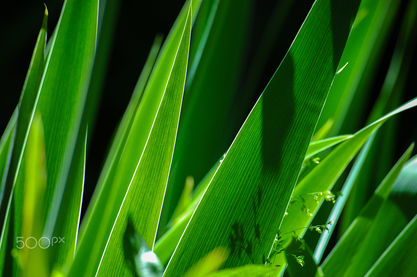 Nikon D70 sample photo. As swords photography