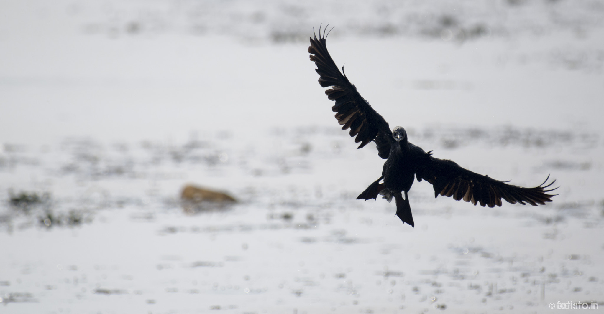 Nikon AF-S Nikkor 200-500mm F5.6E ED VR sample photo. Whhaaaaaat!!! photography