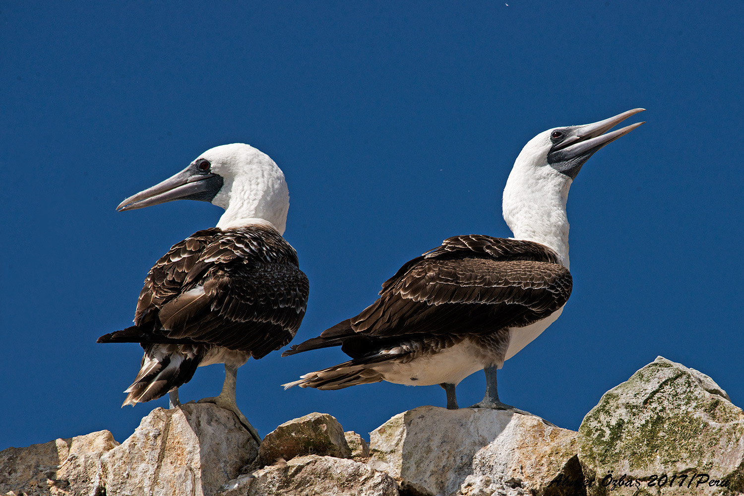 Nikon AF-S Nikkor 200-500mm F5.6E ED VR sample photo. Peruvian boby photography
