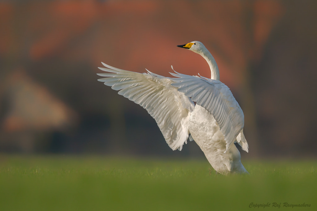 Canon EF 600mm F4L IS II USM sample photo. Whooper swan photography