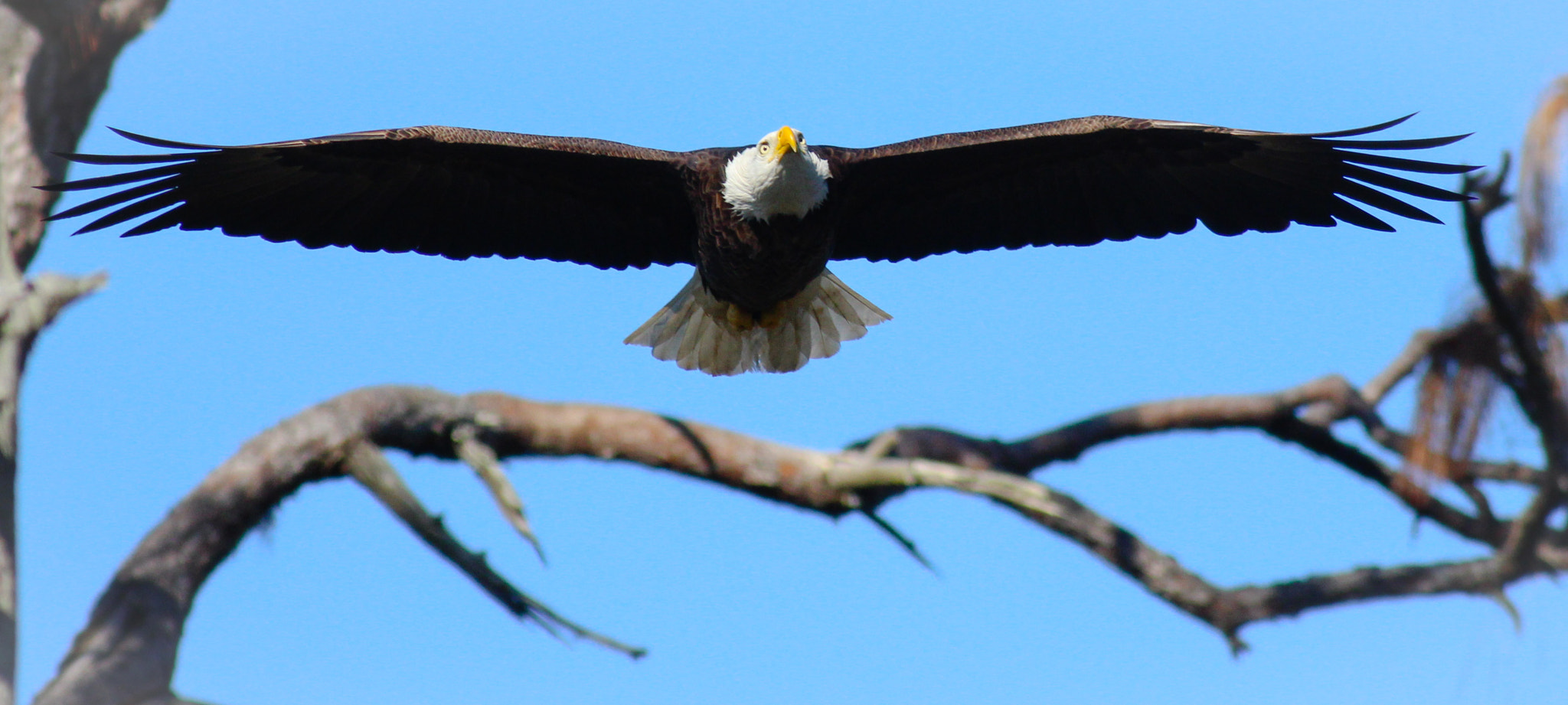 Canon EOS 600D (Rebel EOS T3i / EOS Kiss X5) + Canon EF 400mm F5.6L USM sample photo. Wings photography