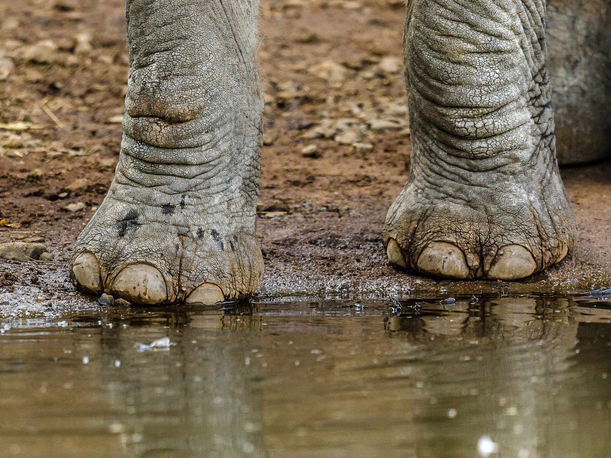 Nikon AF-S Nikkor 500mm F4G ED VR sample photo. Toe nails photography