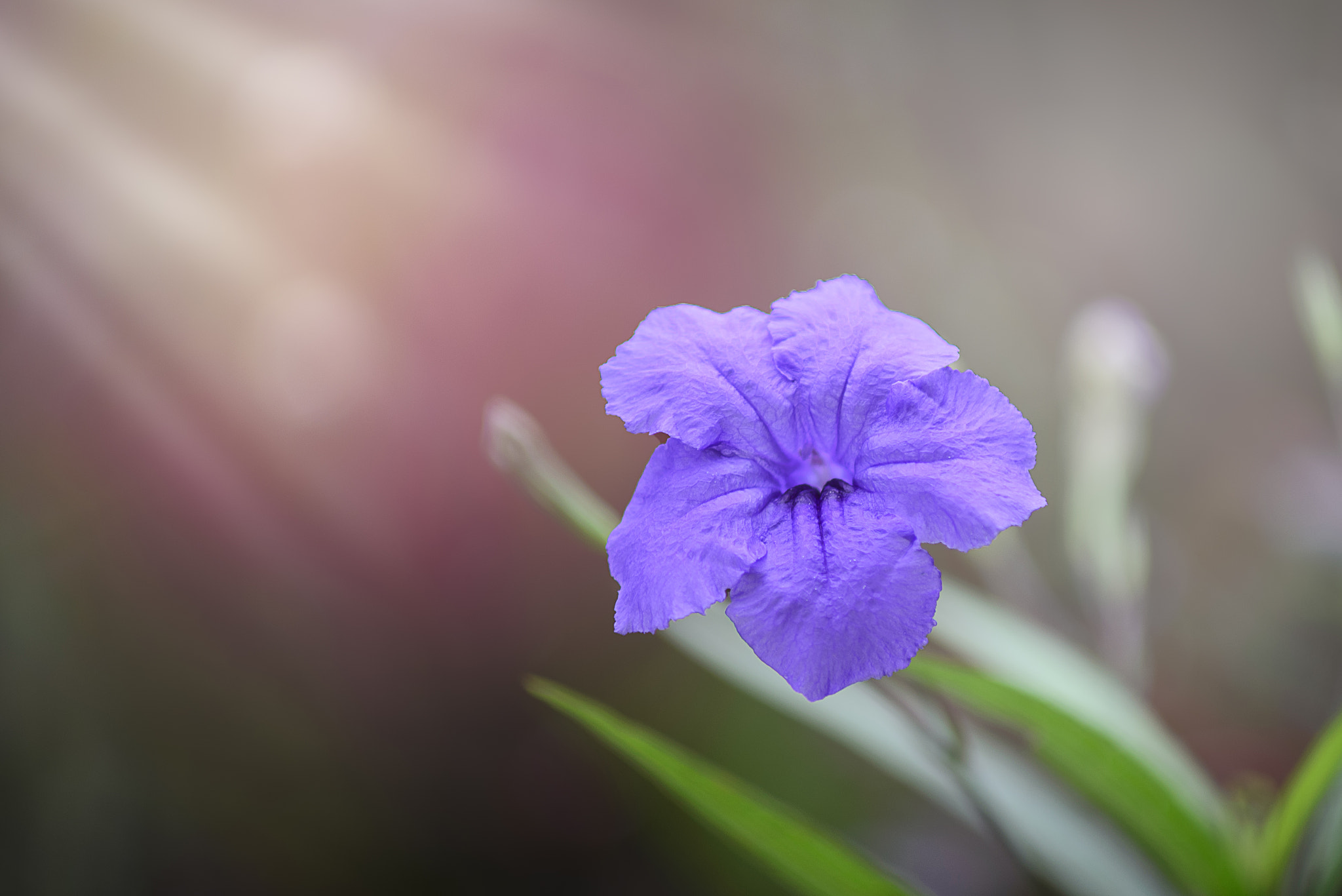 Nikon D610 + AF Zoom-Nikkor 70-210mm f/4 sample photo. Noname photography
