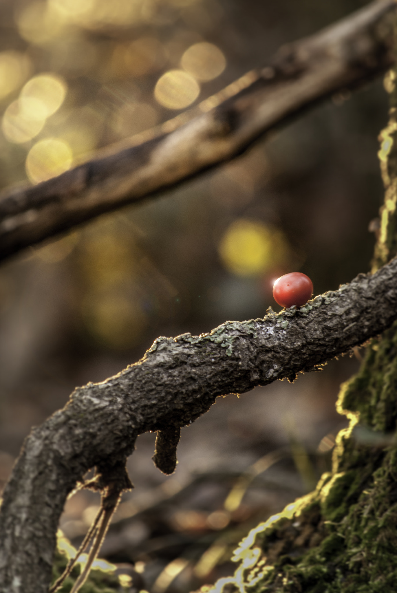 Nikon D3000 sample photo. Boule rouge photography