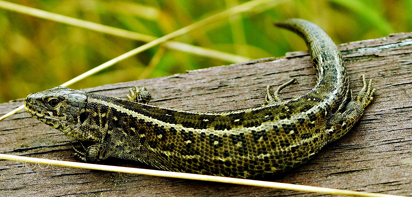 90mm F2.8 Macro SSM sample photo. The lizard photography