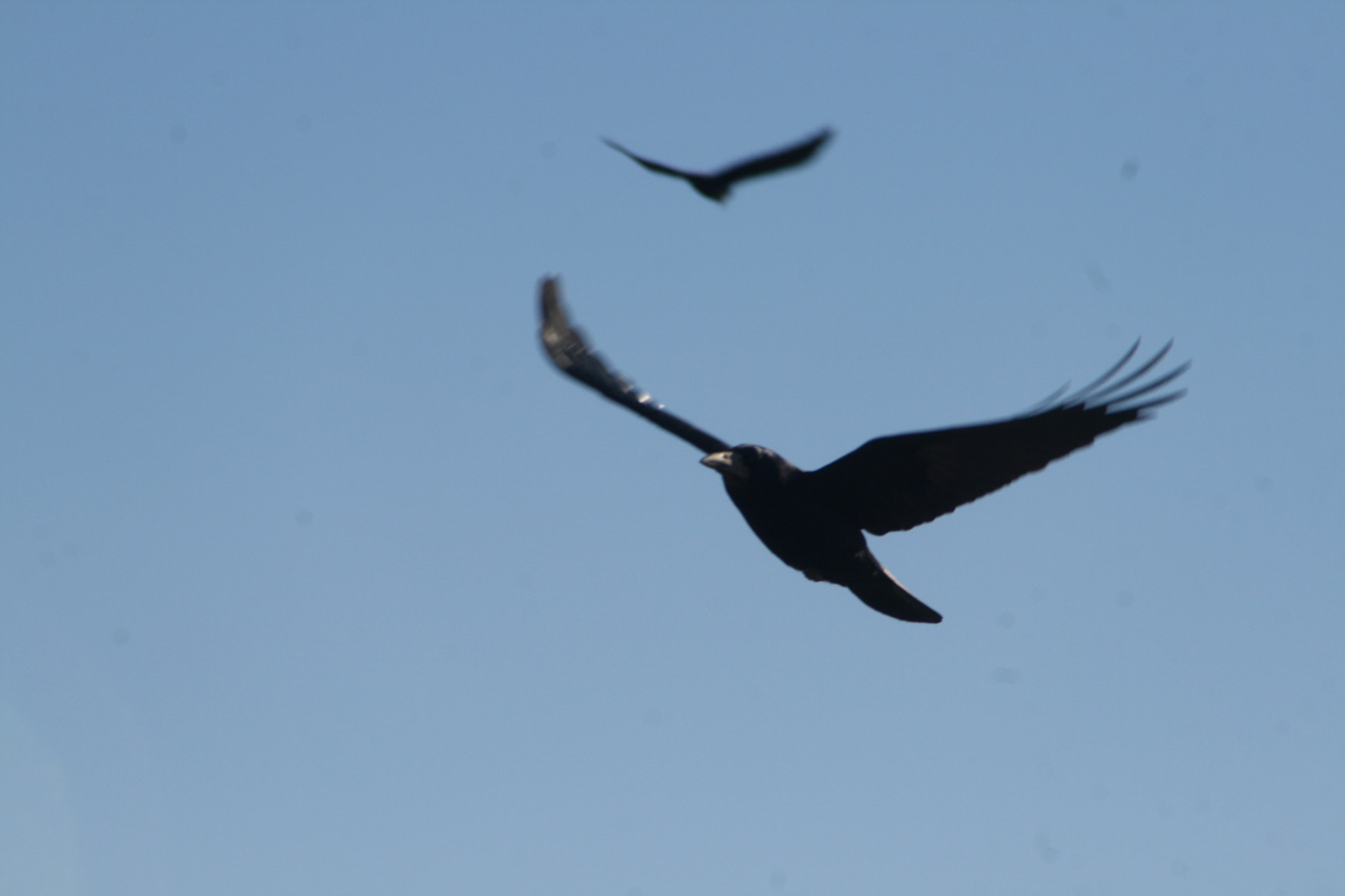 Canon EF 35-105mm f/4.5-5.6 sample photo. Two birds flying free. photography