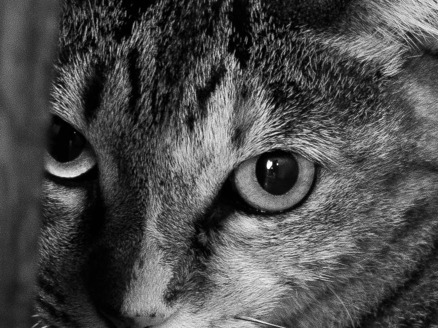 Olympus OM-D E-M5 II + Olympus M.Zuiko Digital 25mm F1.8 sample photo. Gantsuke cat photography