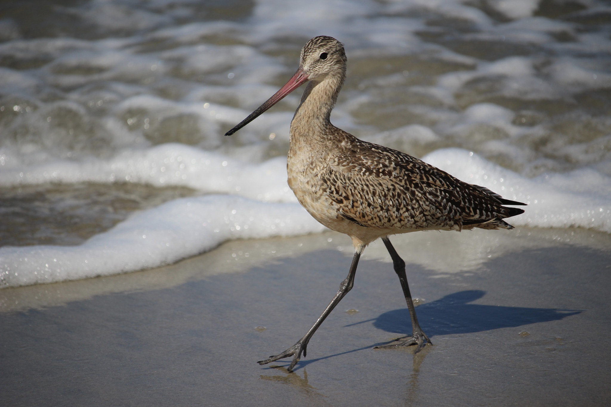 Canon EOS 100D (EOS Rebel SL1 / EOS Kiss X7) sample photo. Marbled godwit photography