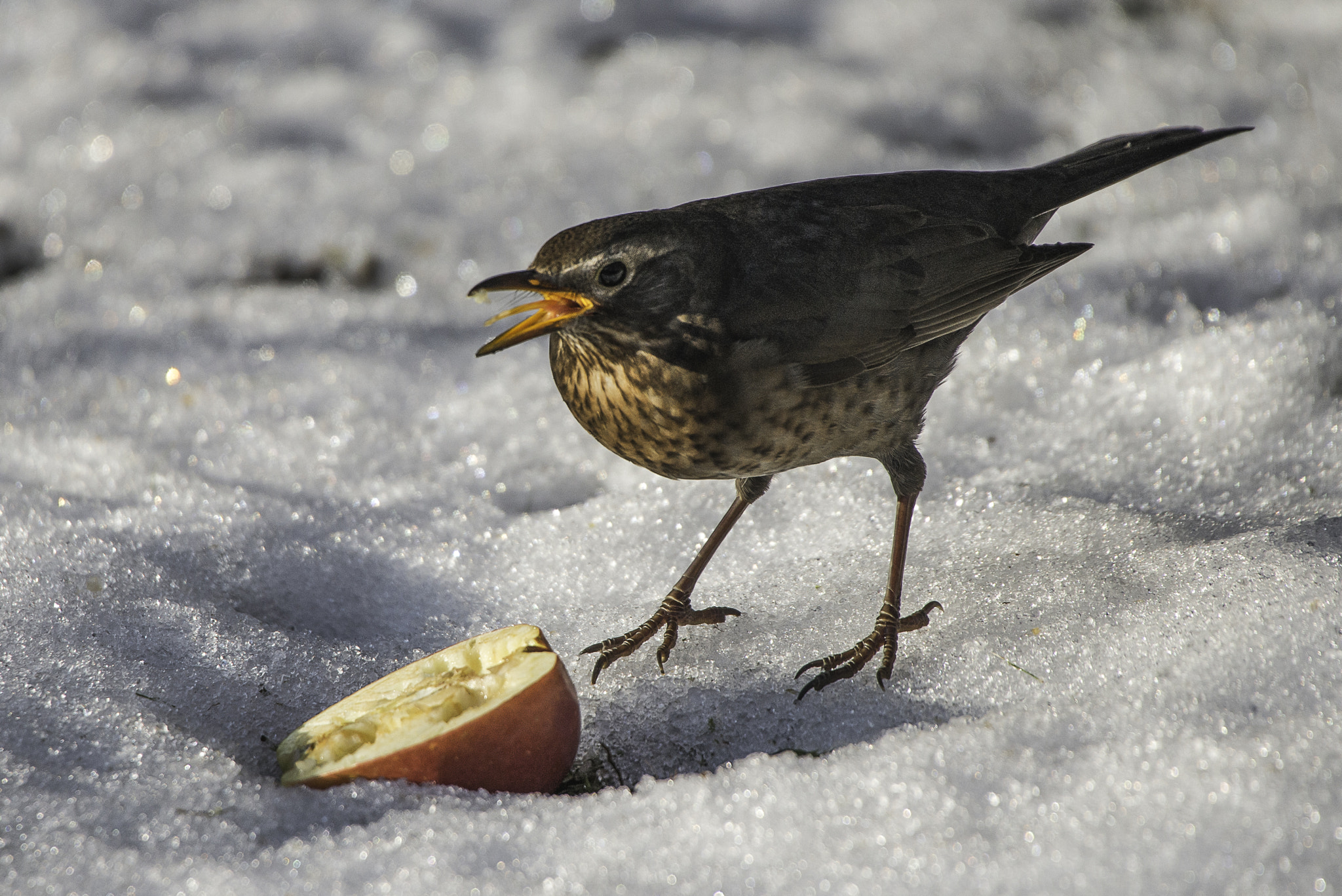 Nikon D800 + Sigma 50-500mm F4.5-6.3 DG OS HSM sample photo. A blackbird with a red apple photography