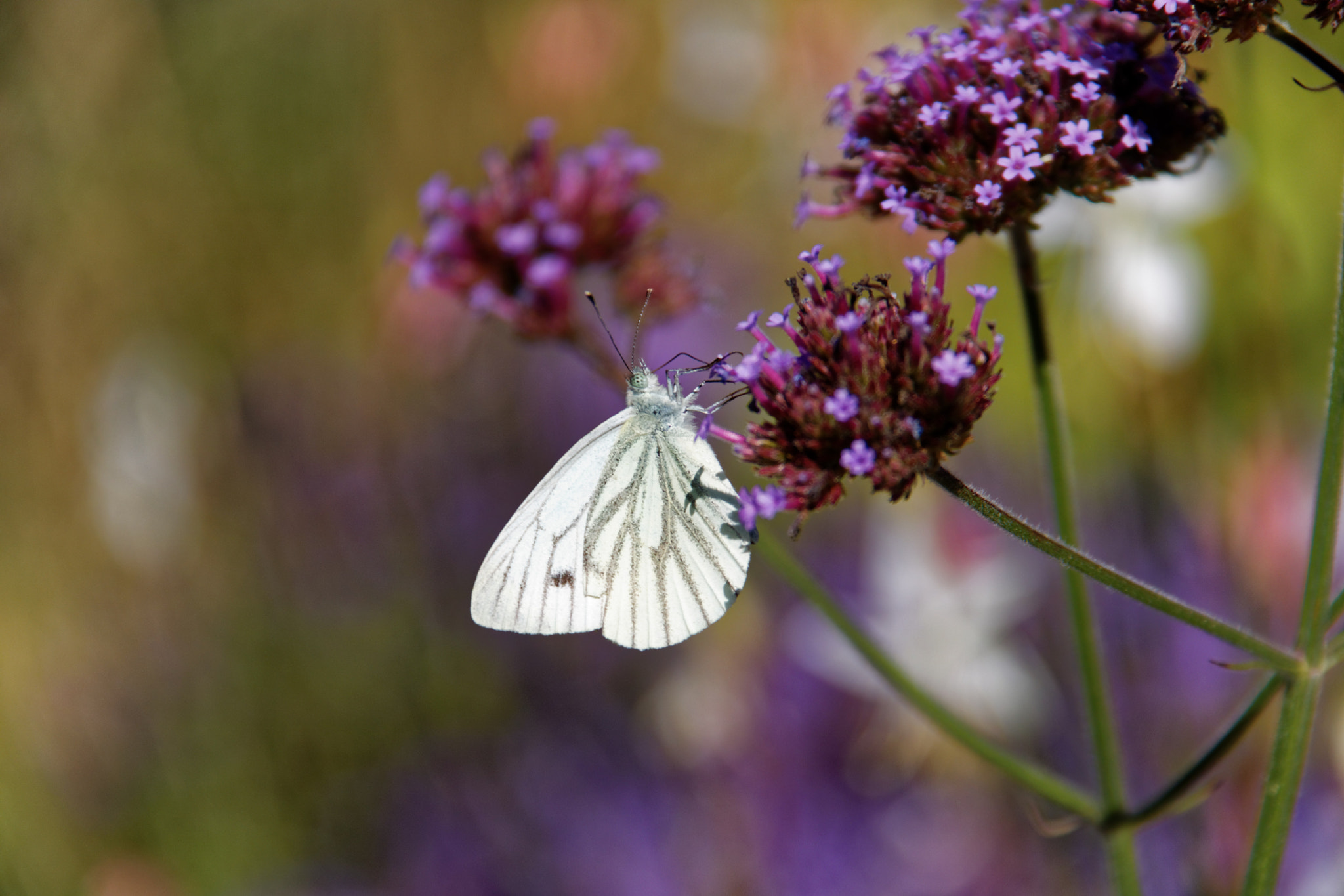 Canon EOS 760D (EOS Rebel T6s / EOS 8000D) sample photo. Butterfly photography