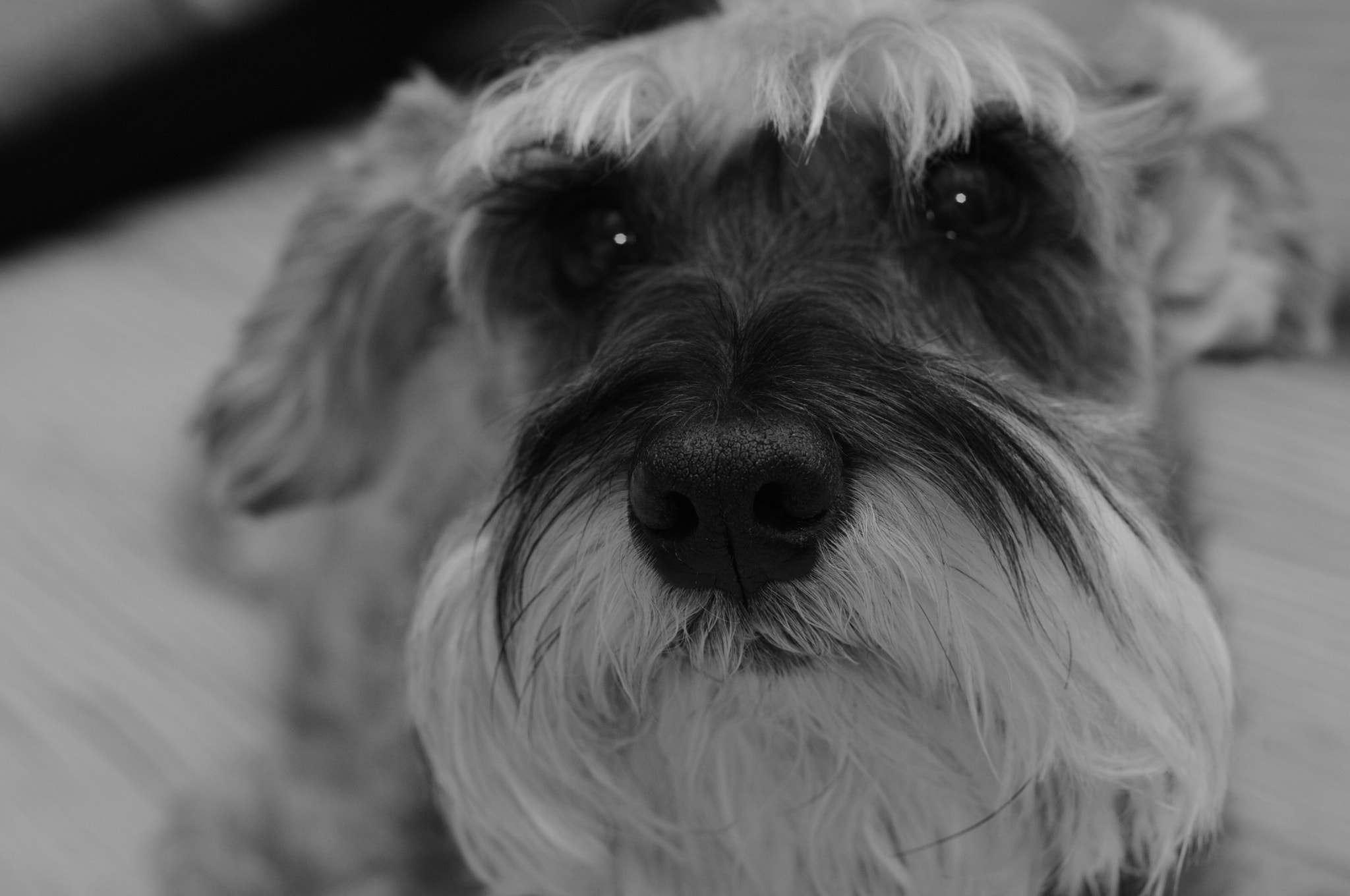 Nikon D300 + Nikon AF Nikkor 50mm F1.4D sample photo. The best dog ever photography