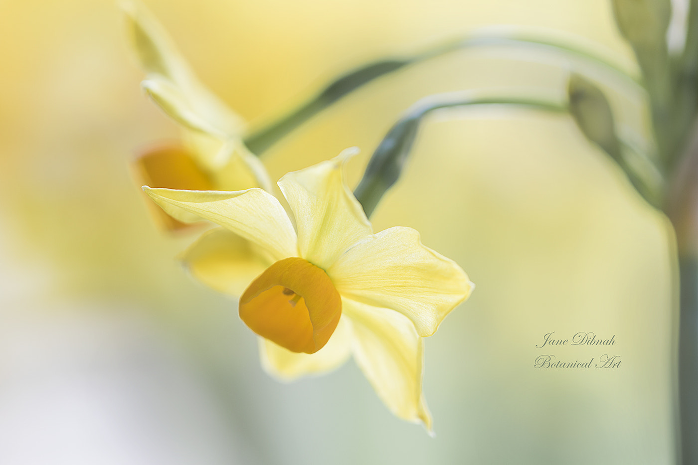 Canon EF 180mm F3.5L Macro USM sample photo. Narcissus sols photography