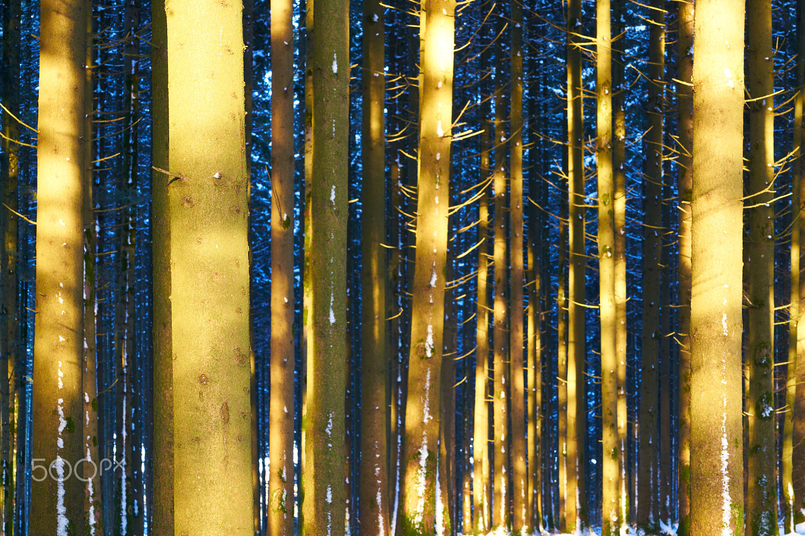 Sony FE 70-200mm F4 G OSS sample photo. Spruce forest photography