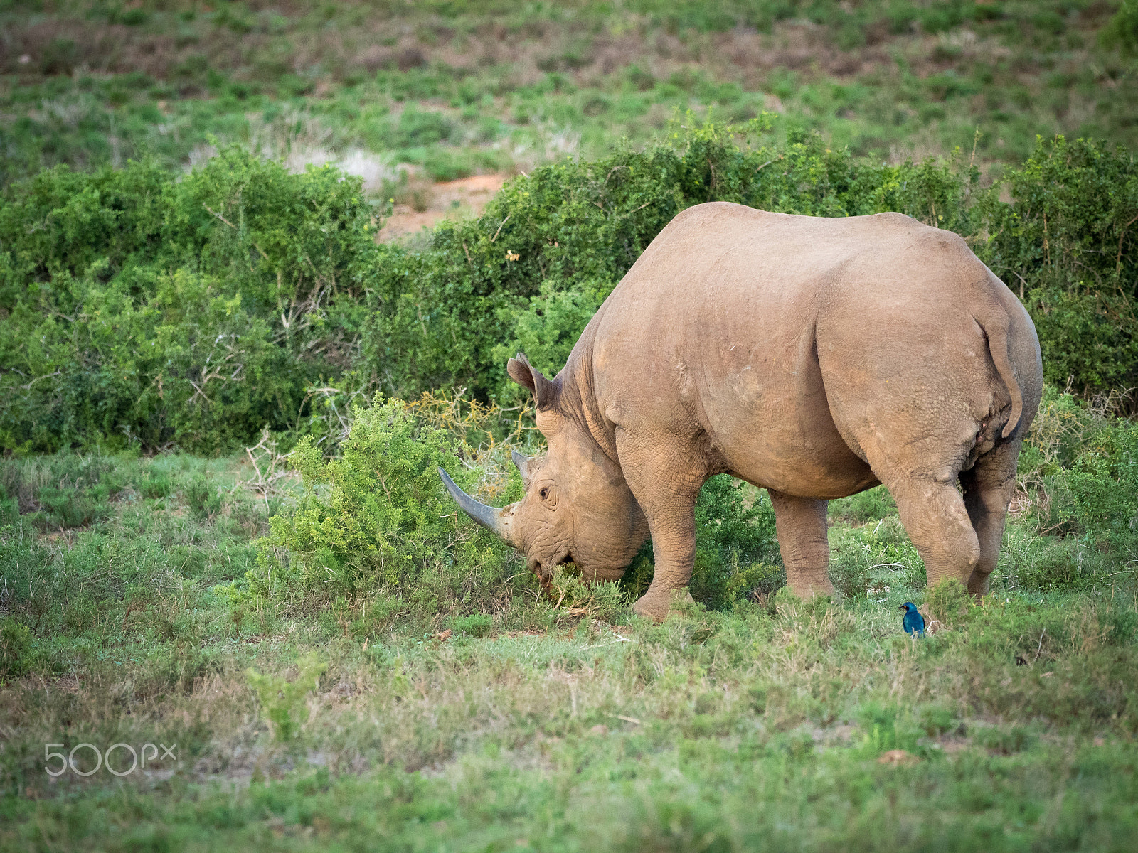 Olympus OM-D E-M5 II + OLYMPUS M.300mm F4.0 sample photo. Rhino on breakfast photography