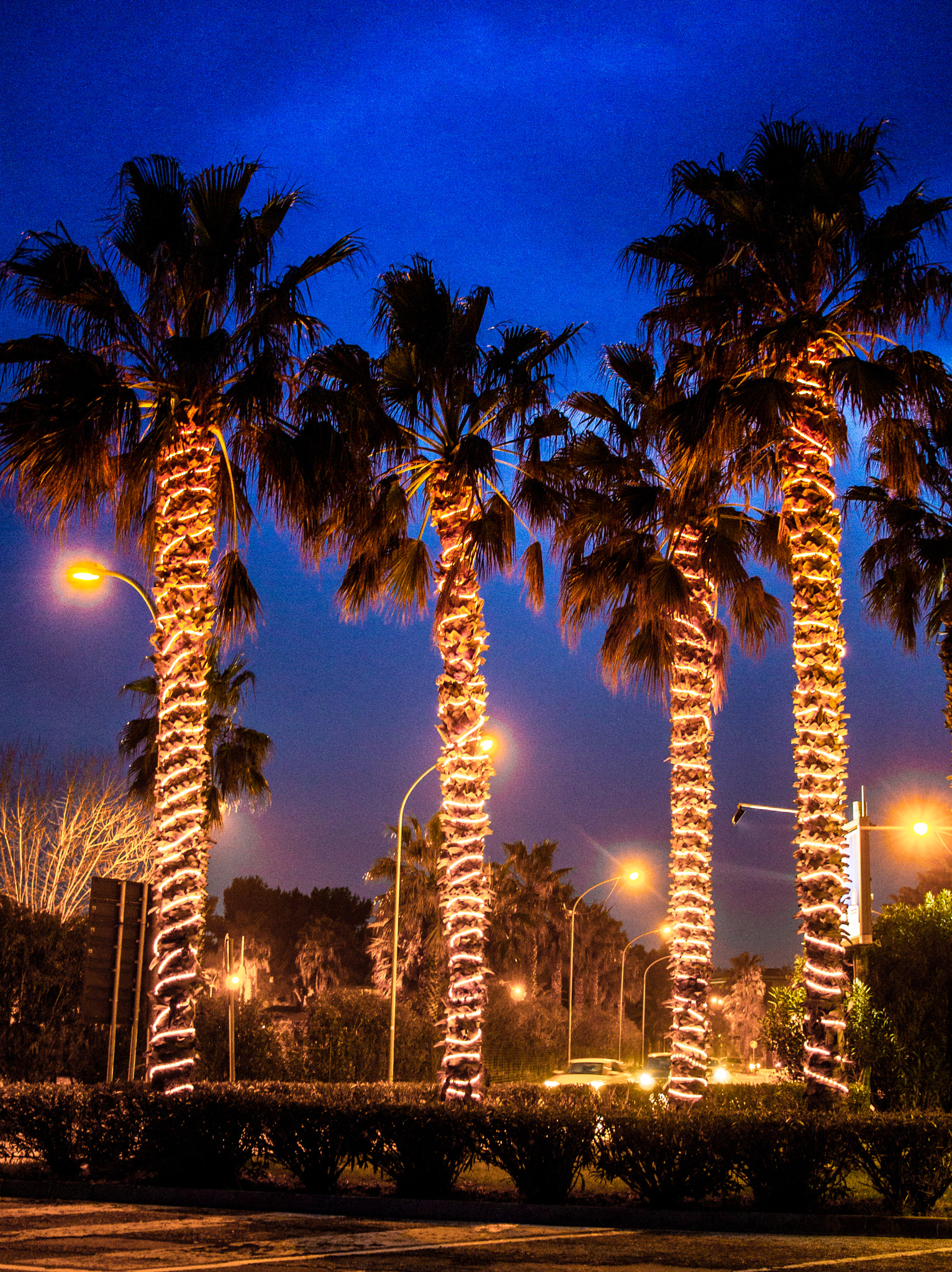 Canon EF-S 24mm F2.8 STM sample photo. Palme al neon... photography