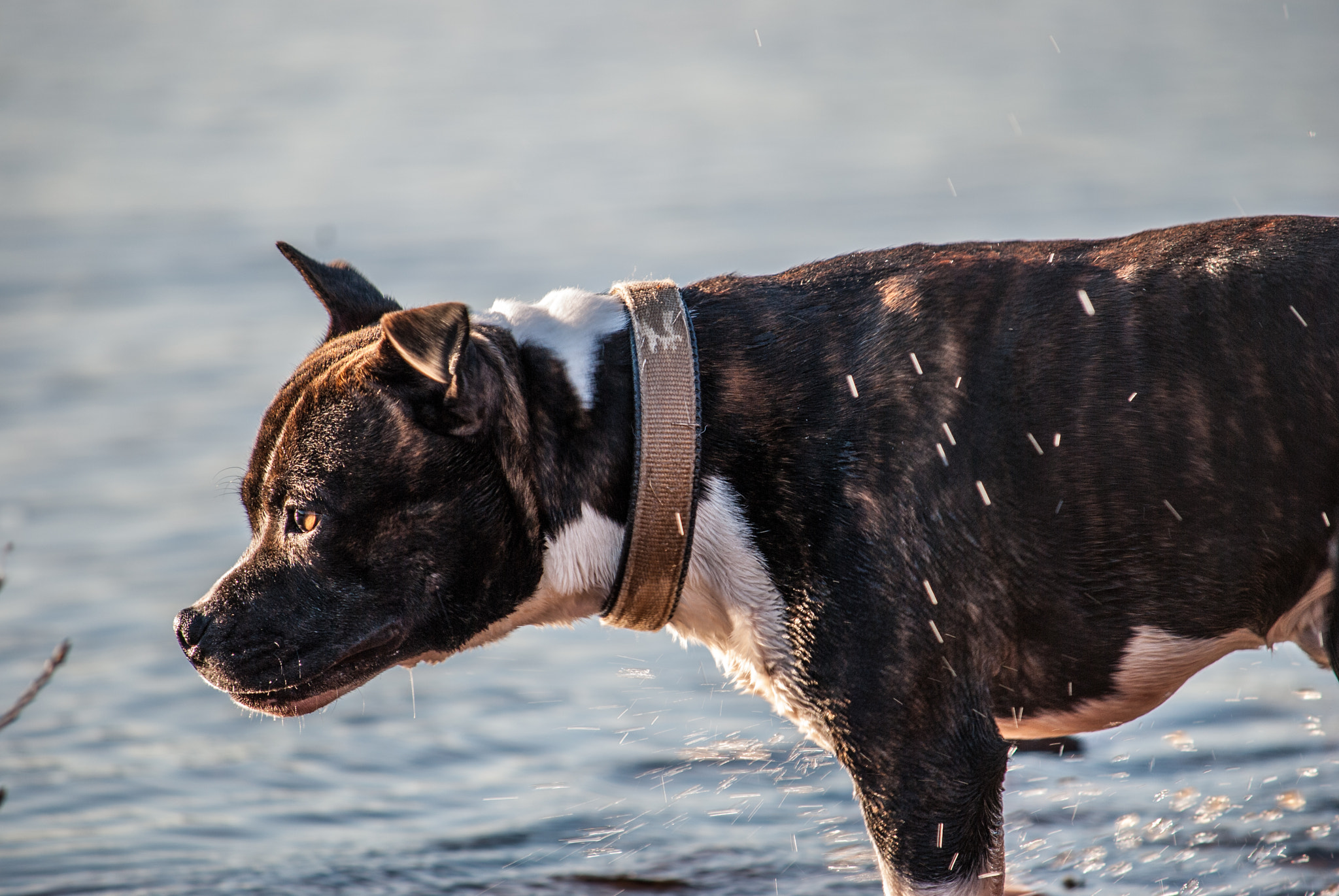 Nikon D3000 sample photo. Regard animal photography