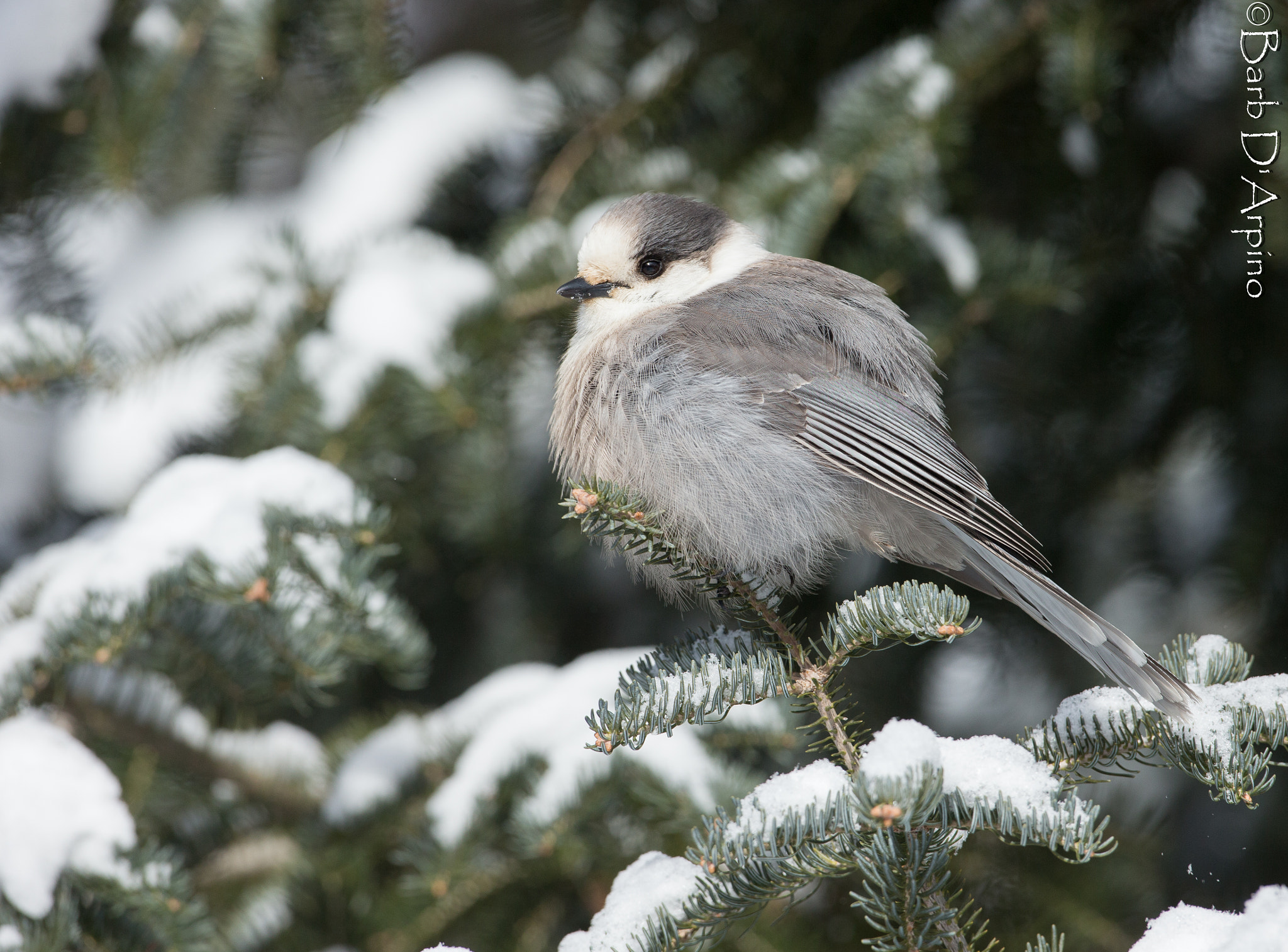 Canon EOS-1D X + Canon EF 500mm F4L IS USM sample photo. Gray jay photography