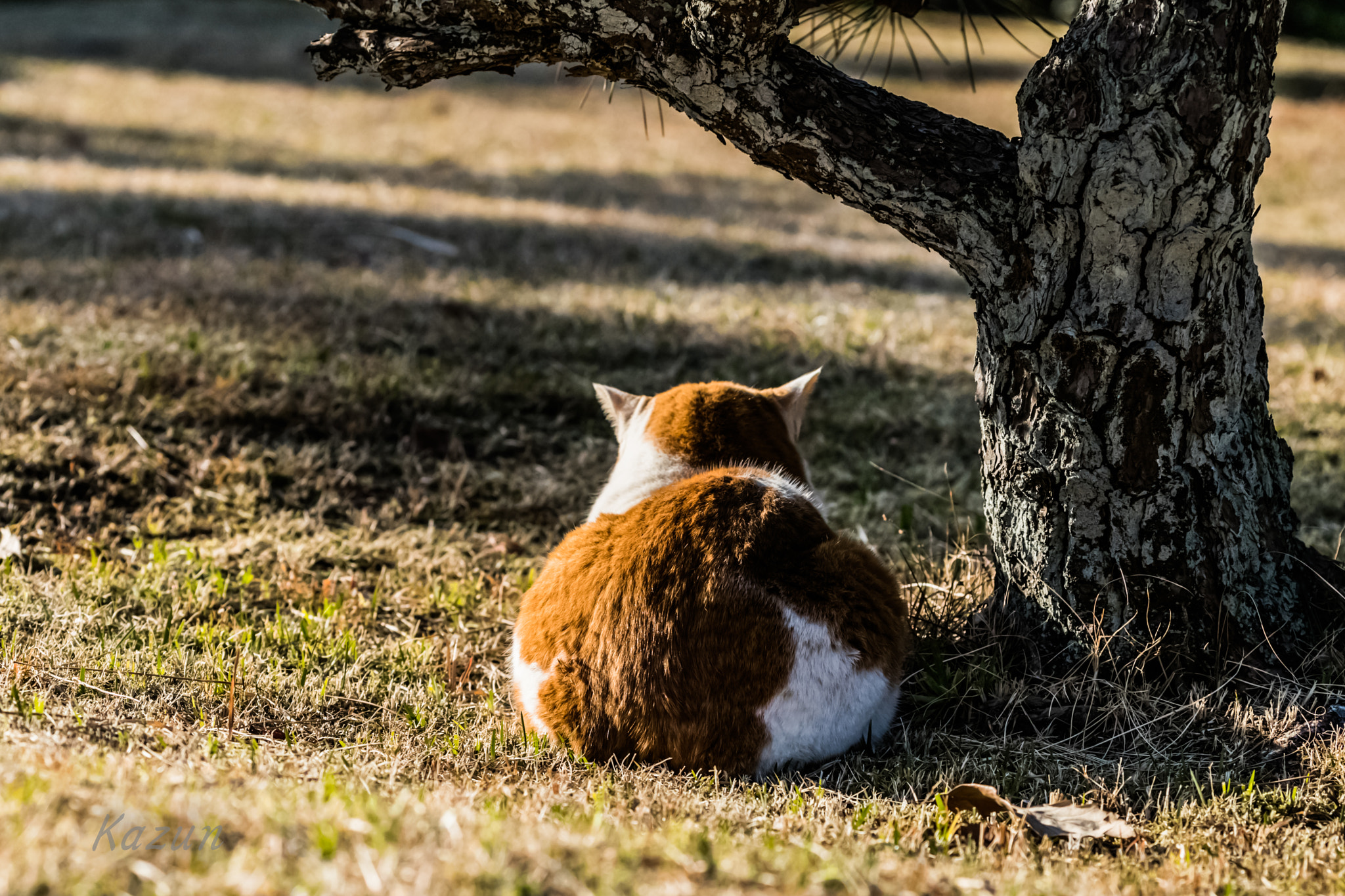 Canon EOS-1D X Mark II sample photo. Bask in the sun photography