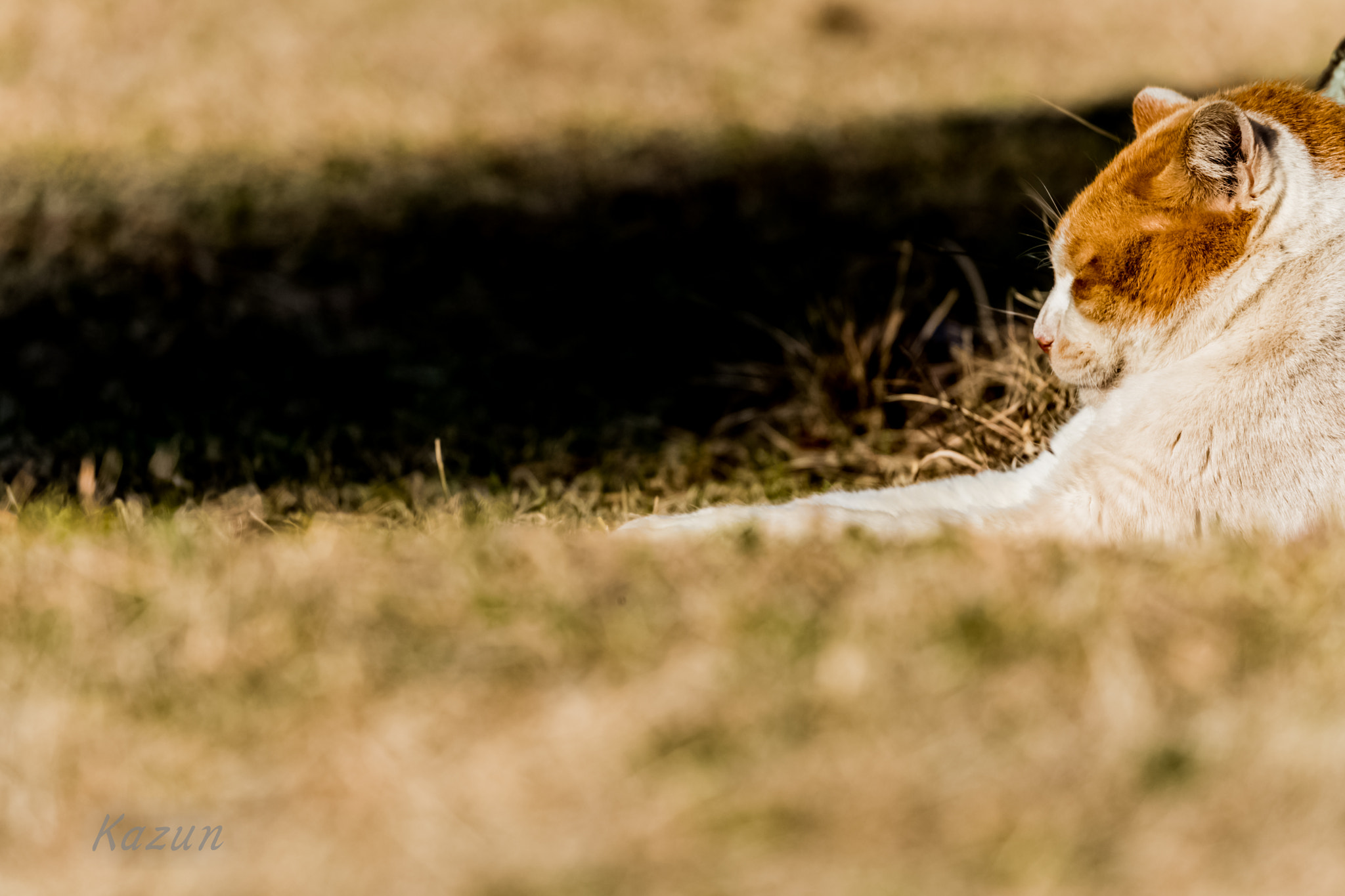 Canon EOS-1D X Mark II sample photo. Sleepy.... photography