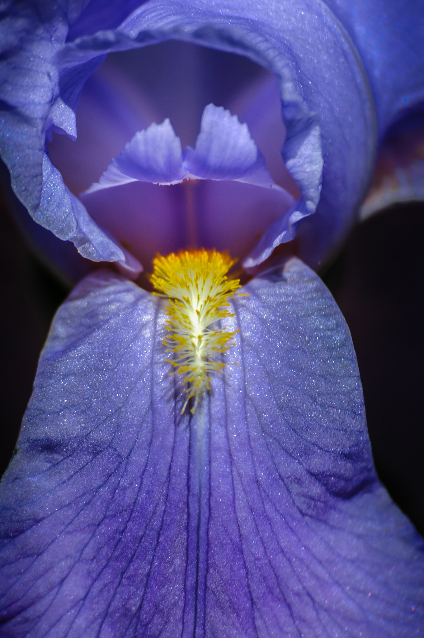 Nikon D70 sample photo. Iris photography