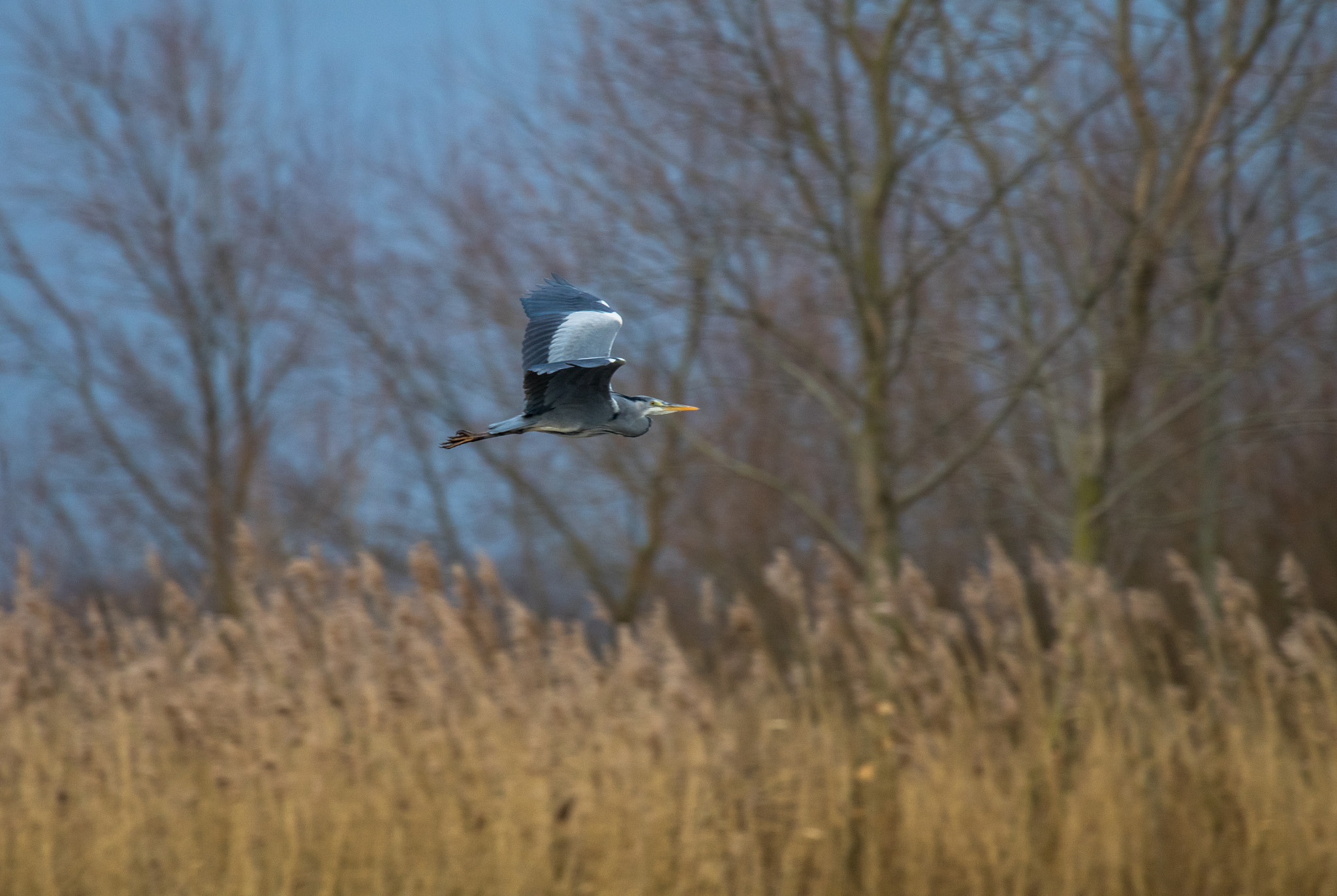 Canon EF 100-400mm F4.5-5.6L IS USM sample photo. Heron photography