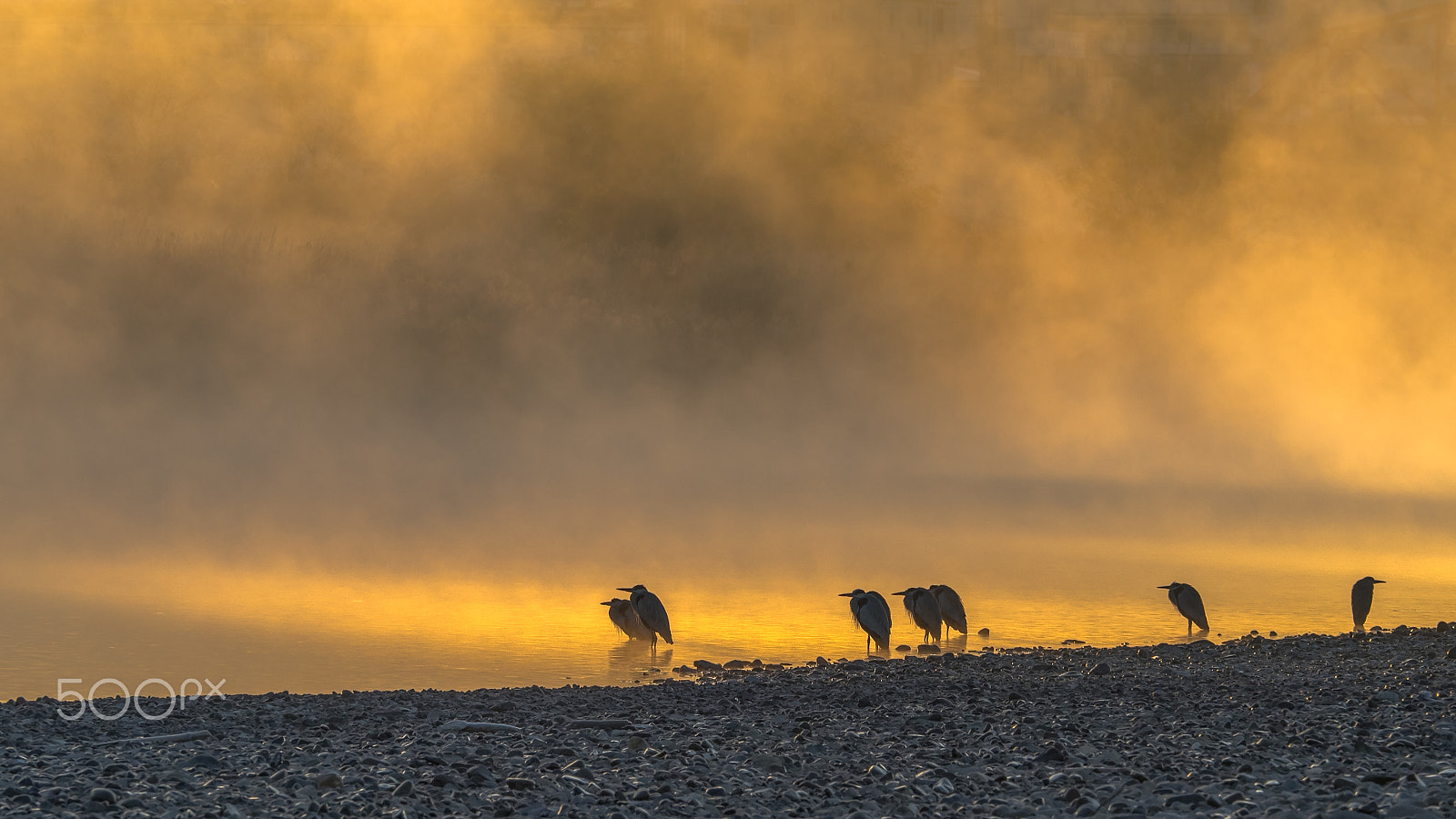 Olympus OM-D E-M1 + Olympus M.Zuiko Digital ED 40-150mm F2.8 Pro sample photo. Early morning birds photography