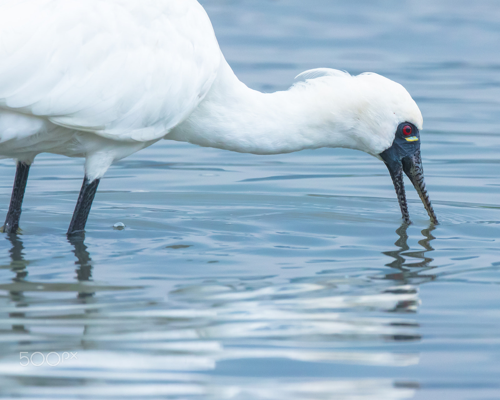 Canon EF 800mm F5.6L IS USM sample photo. Seaching food photography