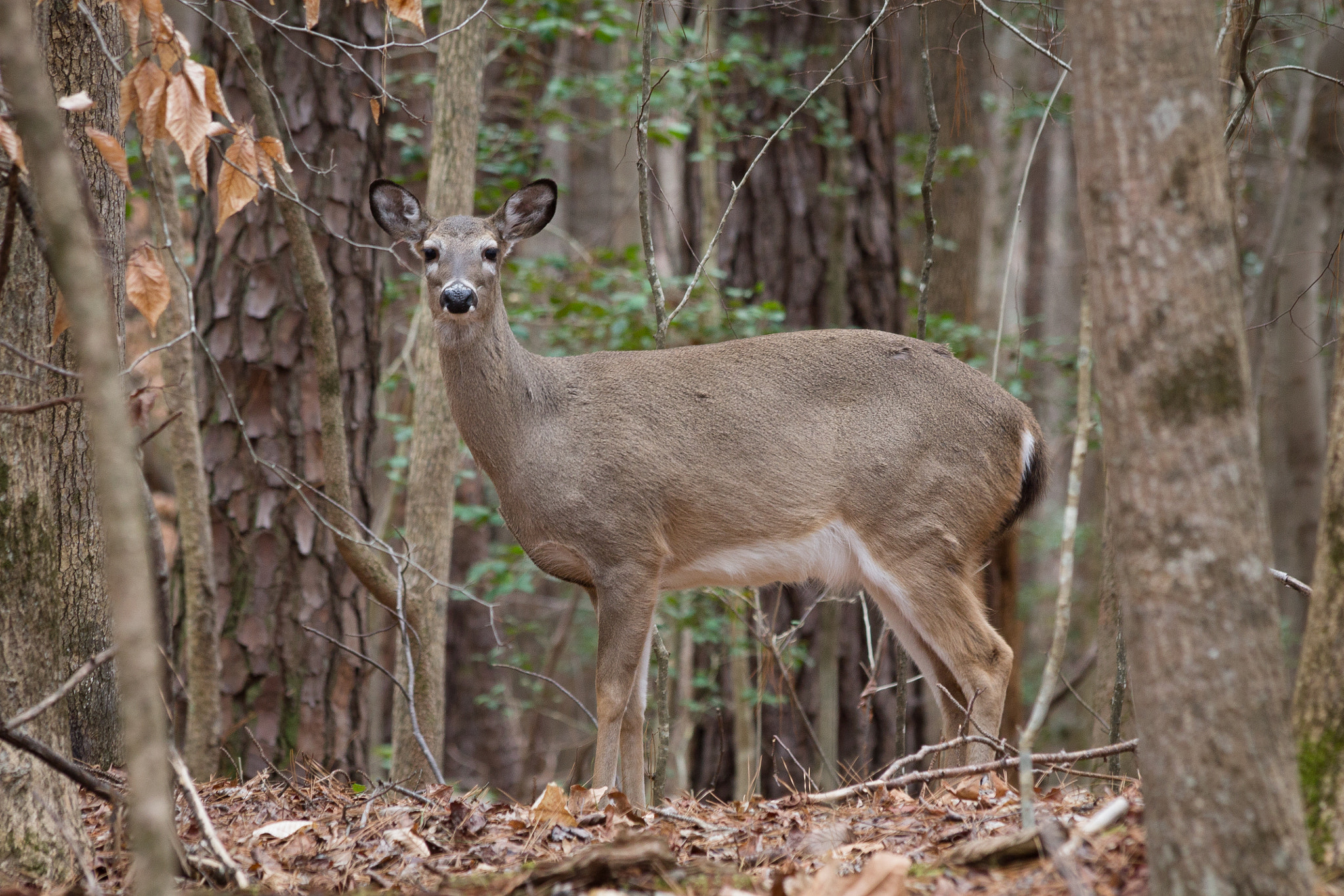 Canon EF 70-300mm F4-5.6 IS USM sample photo