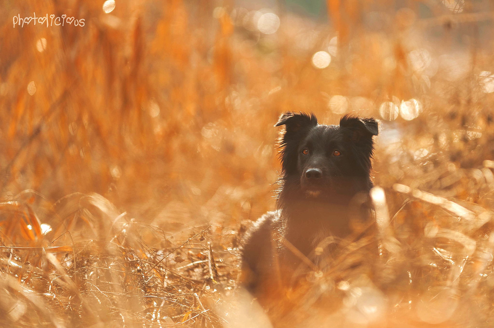 AF-S Zoom-Nikkor 80-200mm f/2.8D IF-ED sample photo. Loki - avatara's sanctuary in black photography