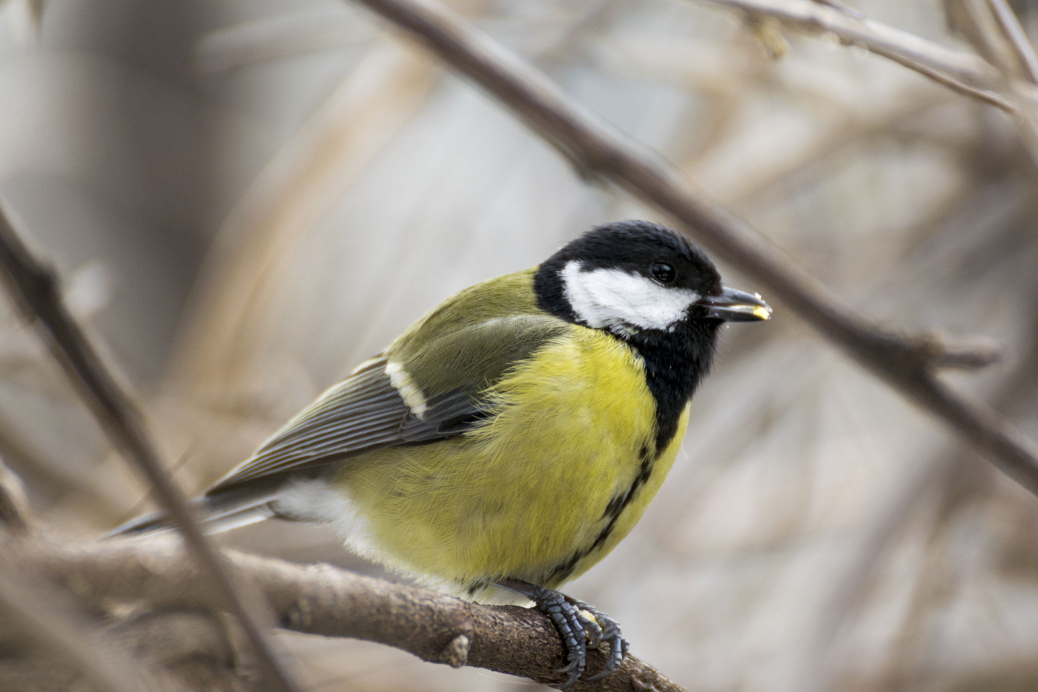 Nikon D3300 + Tamron SP 70-300mm F4-5.6 Di VC USD sample photo. Great tit photography