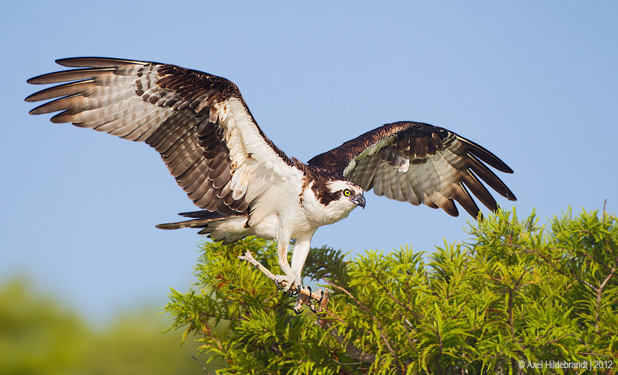 Canon EOS-1D Mark IV + Canon EF 500mm F4L IS USM sample photo. Osprey photography