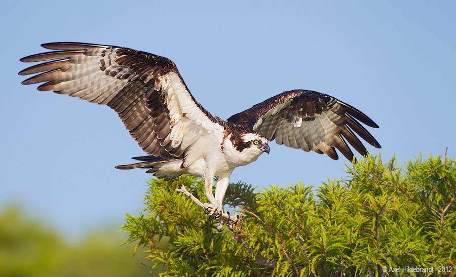 Canon EF 500mm F4L IS USM sample photo. Osprey photography