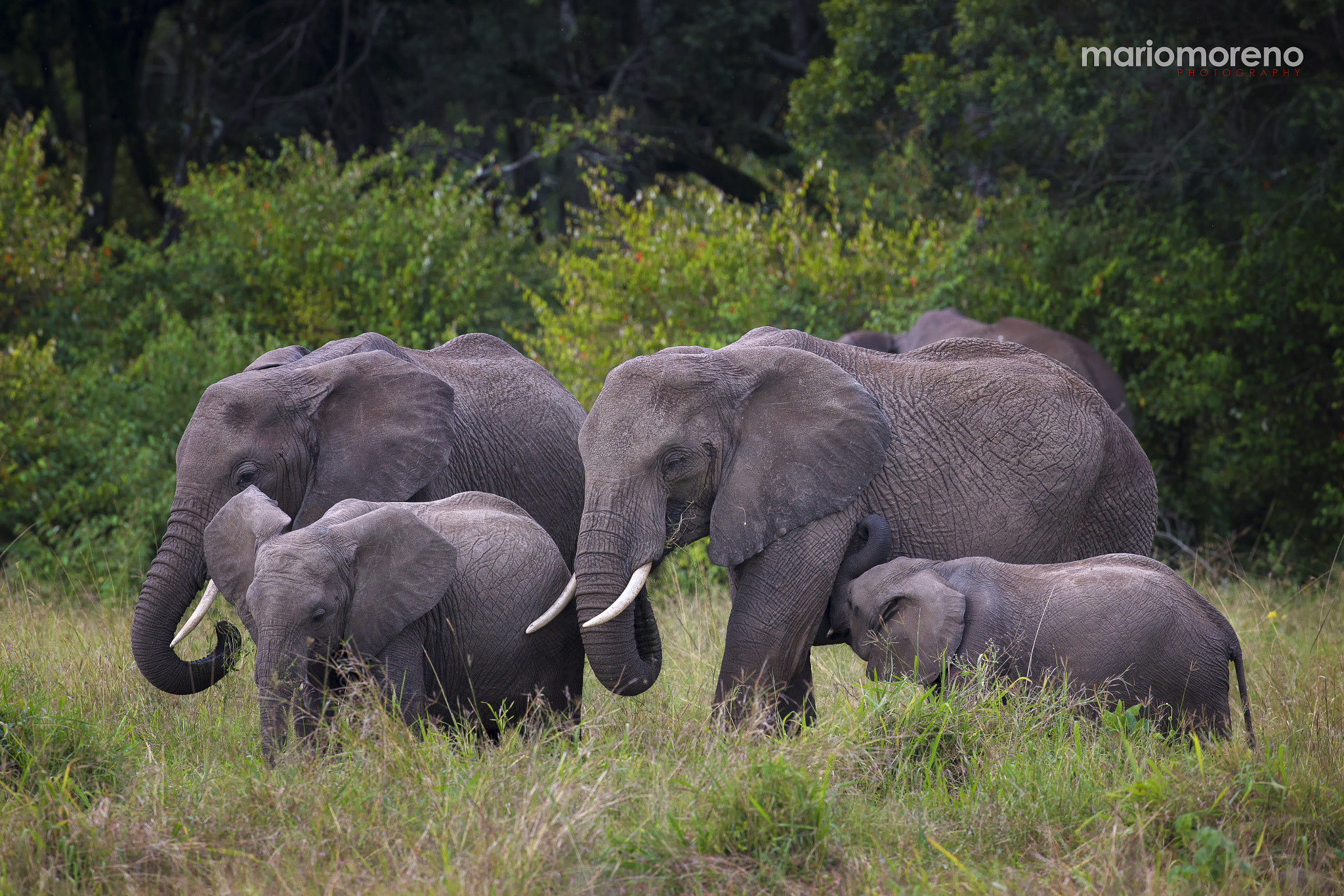 Canon EOS-1D X + Canon EF 200-400mm F4L IS USM Extender 1.4x sample photo. Mara breeding herd photography