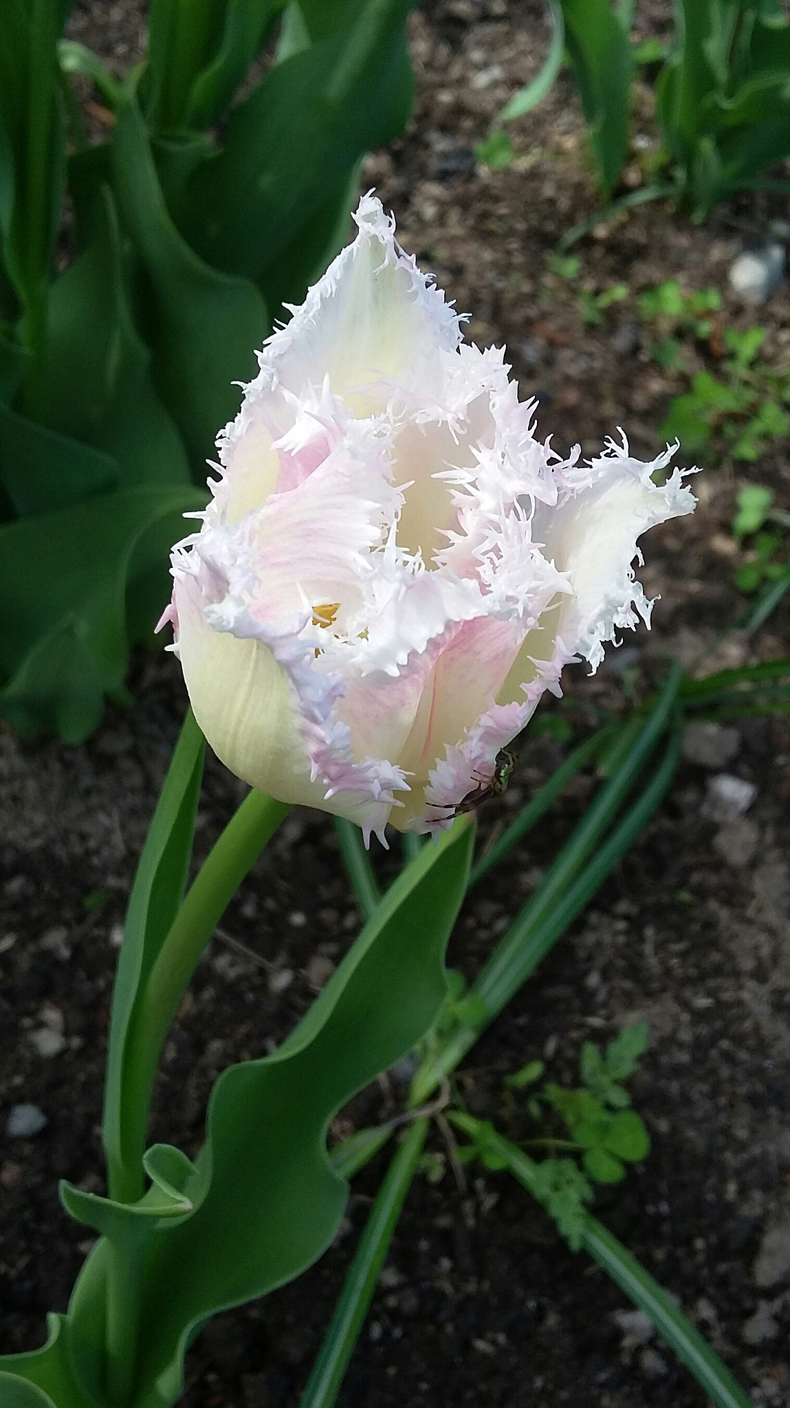 Samsung Galaxy E5 sample photo