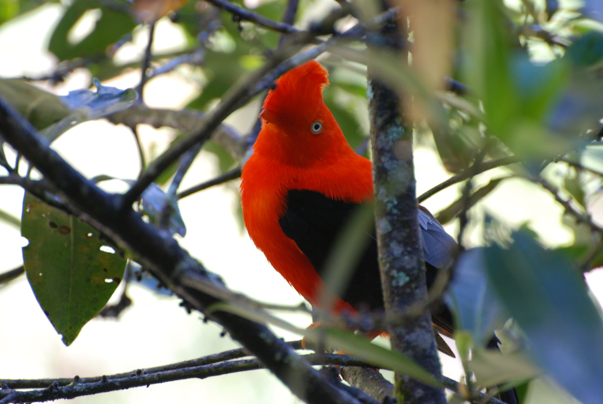 Nikon D80 sample photo. Andean cock of the rock photography