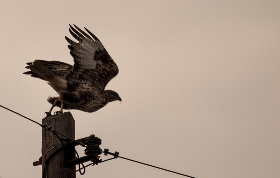 Nikon D40X sample photo. Take off photography