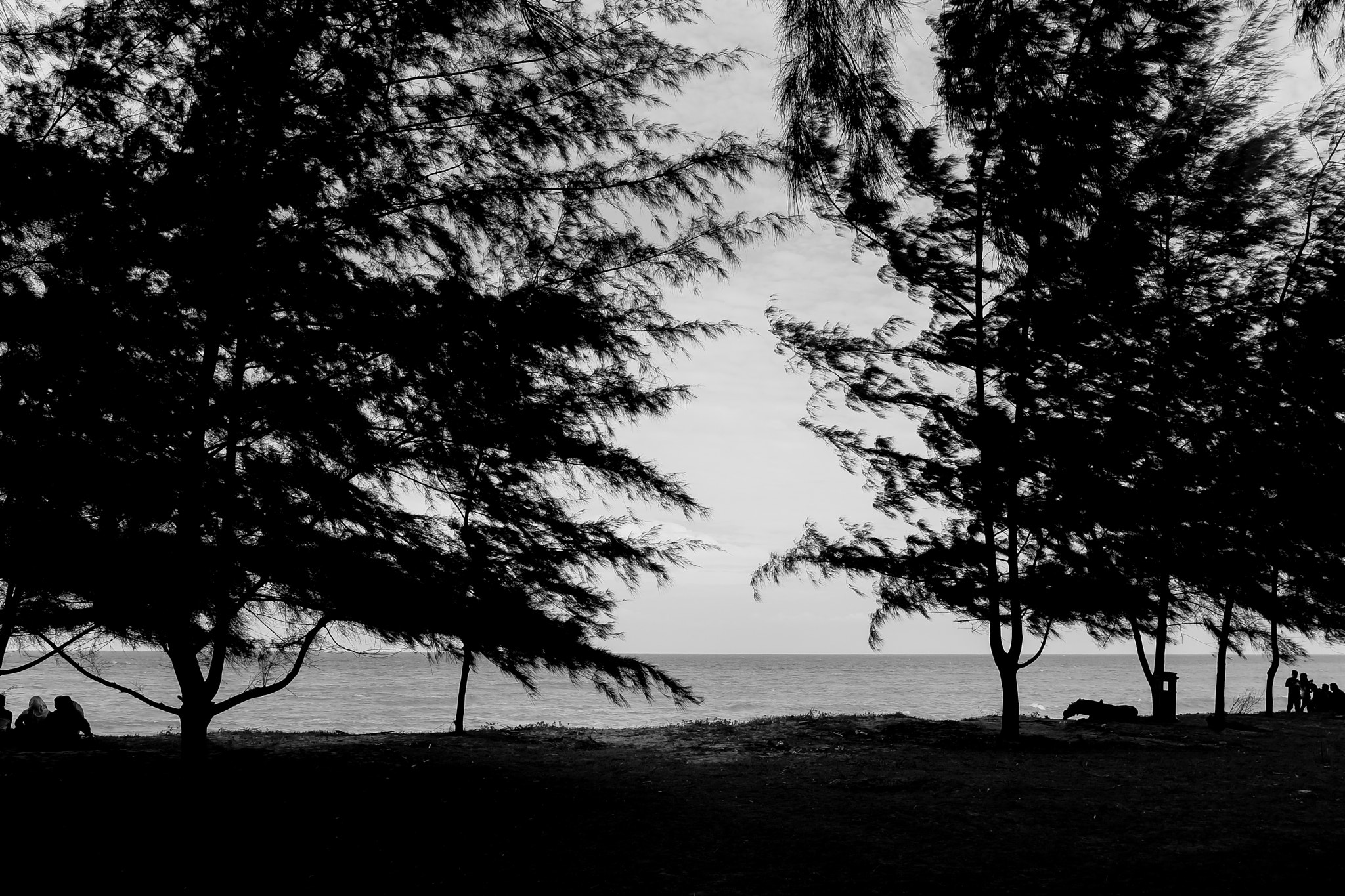 Fujifilm X-T10 + Fujifilm XF 23mm F2 R WR sample photo. Beach and trees photography