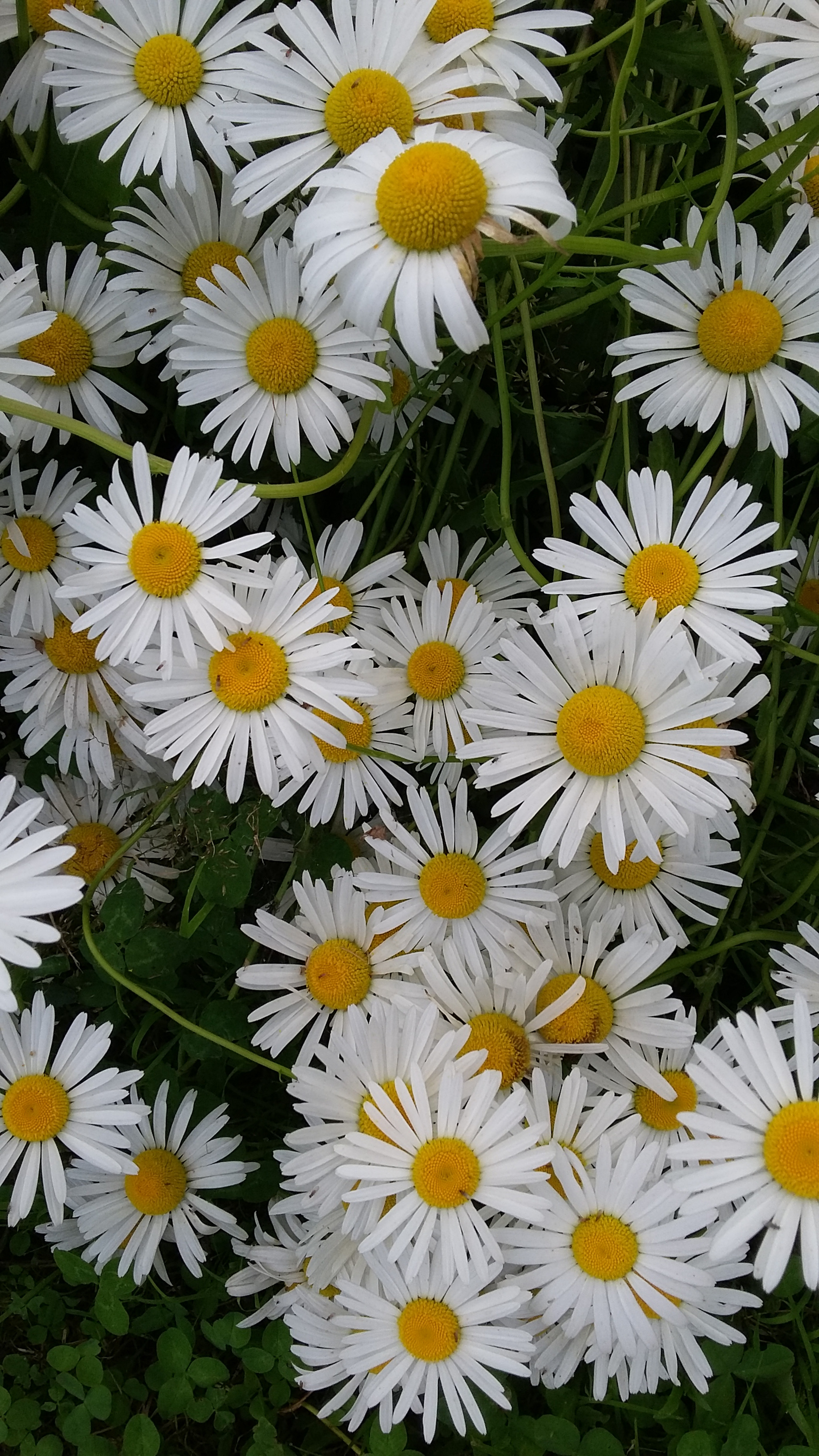 Samsung Galaxy E5 sample photo