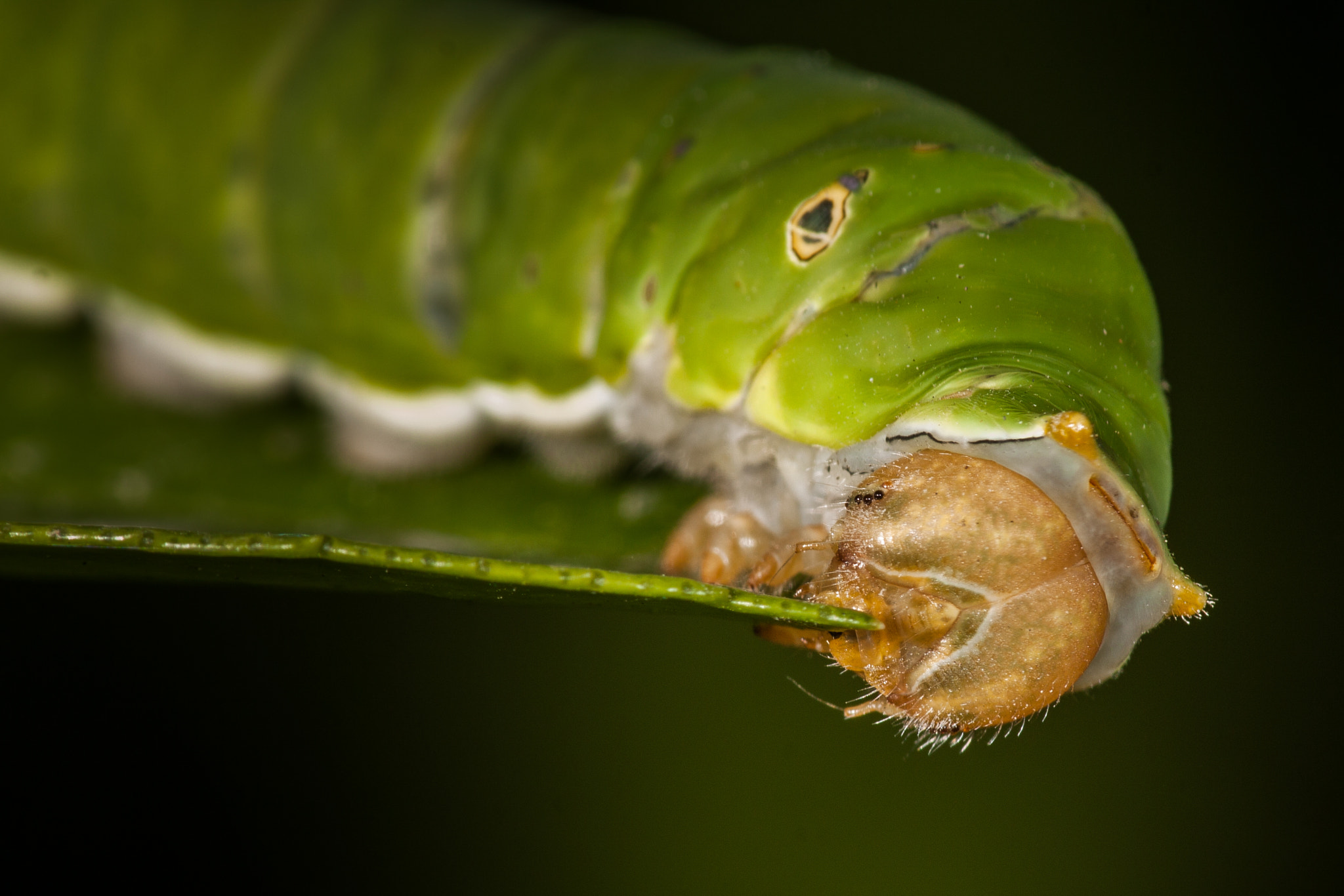 Canon EF 180mm F3.5L Macro USM sample photo. Greenly caterpillar photography