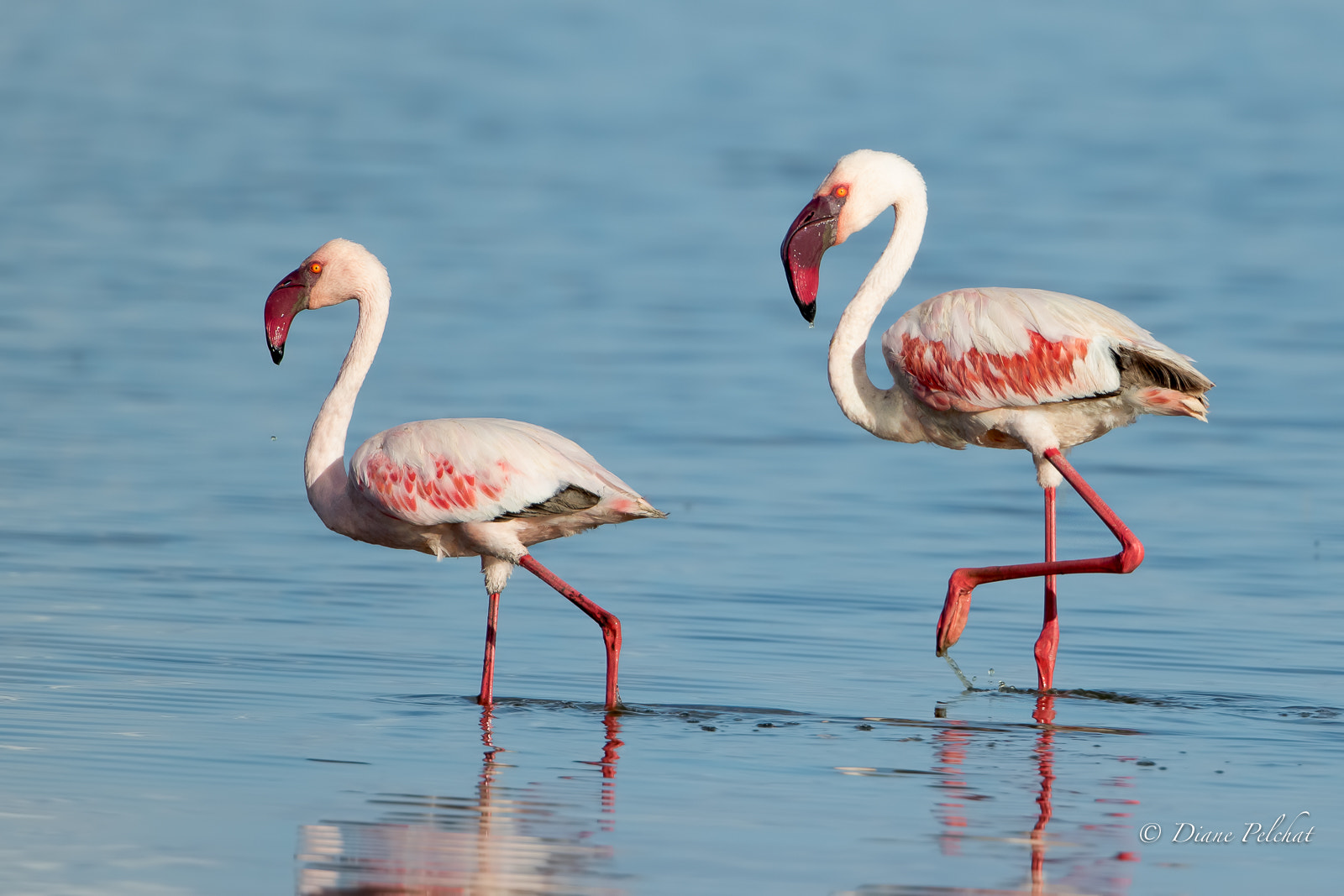 Canon EOS 7D Mark II + Canon EF 300mm F2.8L IS II USM sample photo. The lesser flamingo ballet photography