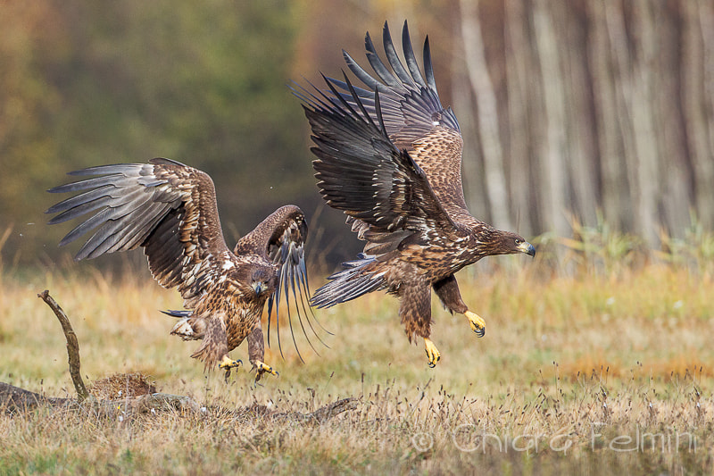Canon EF 500mm F4L IS USM sample photo. Polonia photography