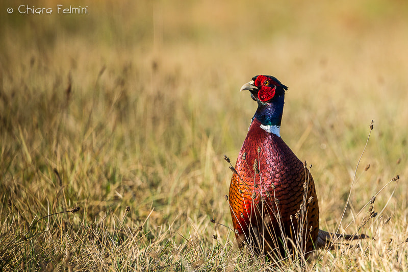 Canon EF 500mm F4L IS USM sample photo. Polonia photography