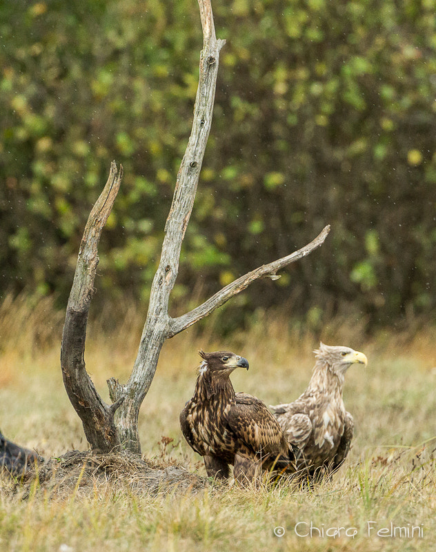 Canon EF 500mm F4L IS USM sample photo. Polonia photography