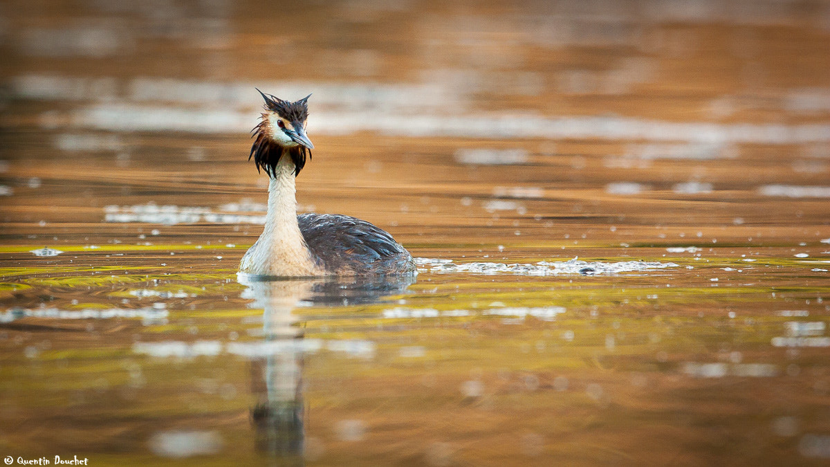 Canon EF 600mm F4L IS II USM sample photo. Grèbe huppé photography