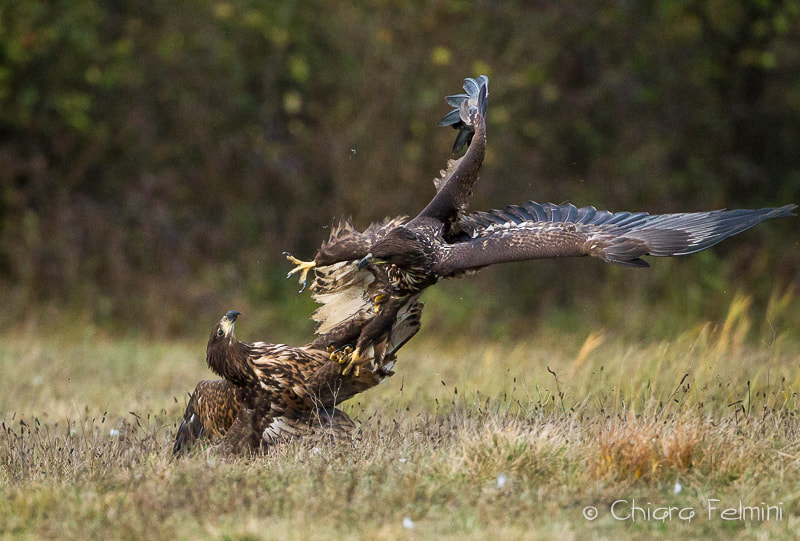 Canon EF 500mm F4L IS USM sample photo. Polonia photography