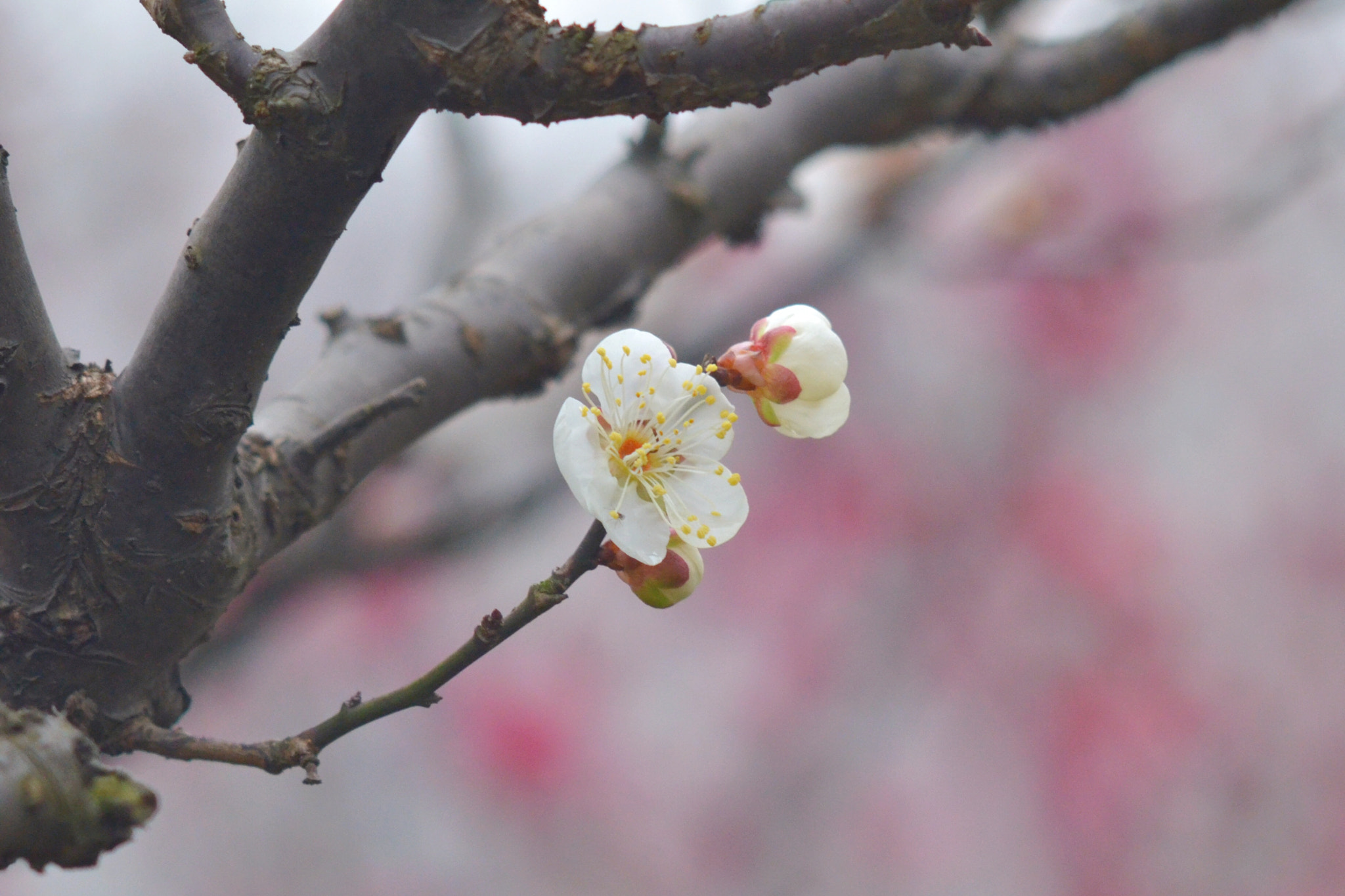 Nikon D7000 + AF Nikkor 50mm f/1.8 sample photo. Wintersweet photography