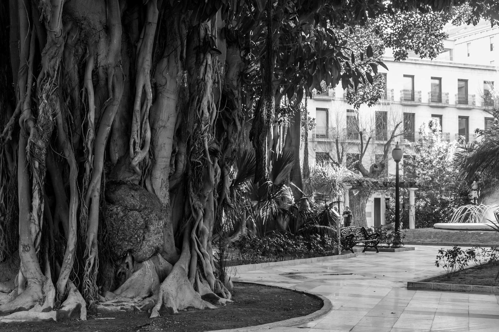 Samsung NX 18-55mm F3.5-5.6 OIS sample photo. Millennial tree photography